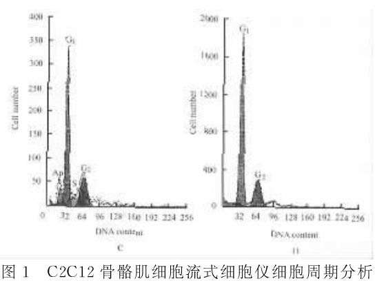 骨骼肌肌細(xì)胞增殖及分化過程中凋亡現(xiàn)象