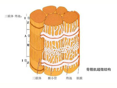 運動對骨骼肌超微結(jié)構(gòu)的影響