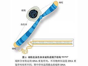 端粒與端粒酶的研究——解讀2009年諾貝